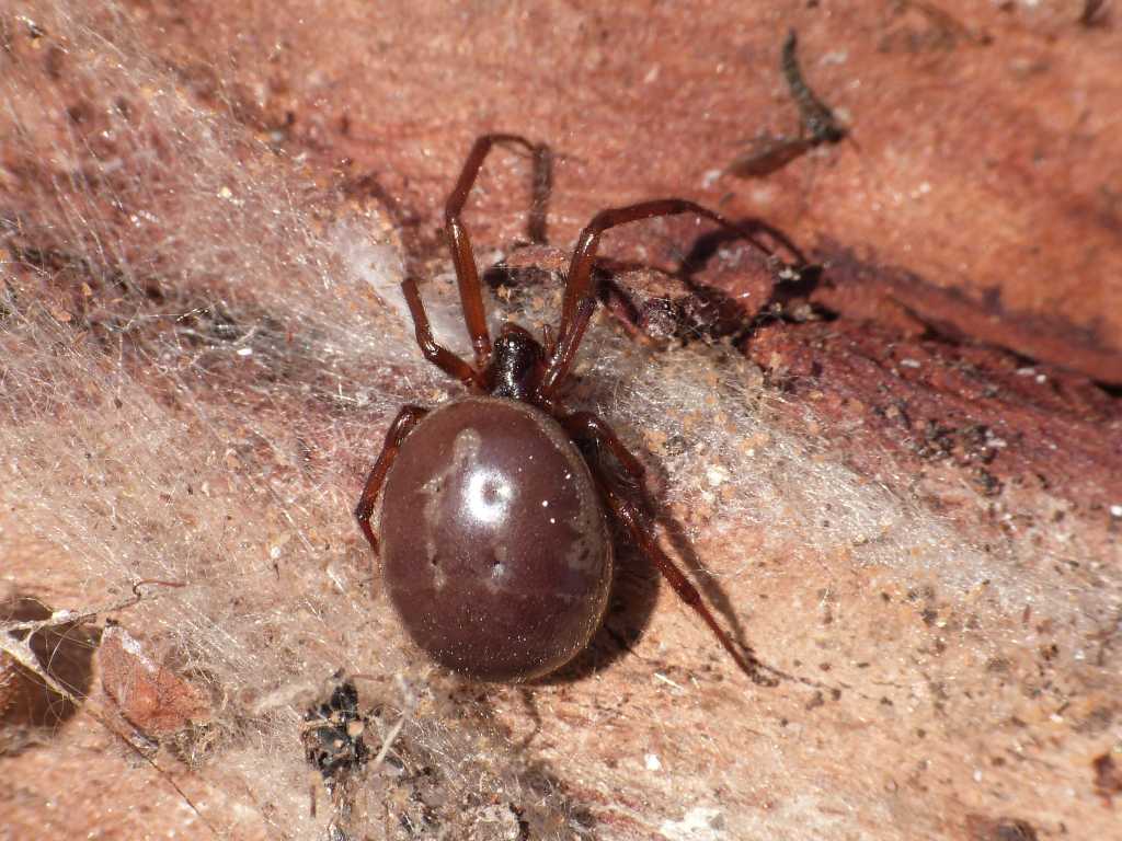 Una Steatoda nobilis obesa - Tolfa (RM)